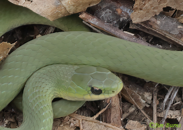 Smooth Green Snake close-up of head--7772