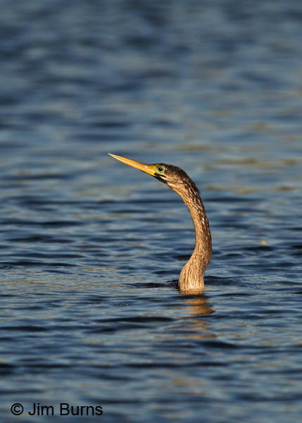 Snakebird emerging