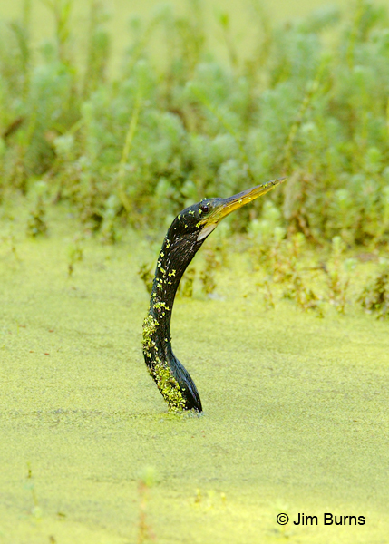 Snakebird in duckweed