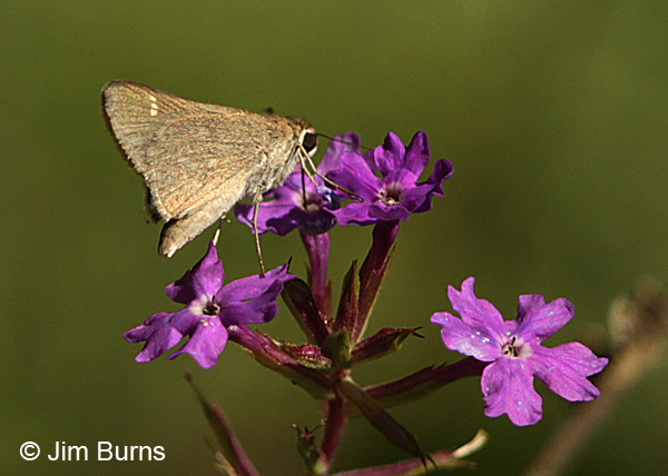 Snow's Skipper, Arizona