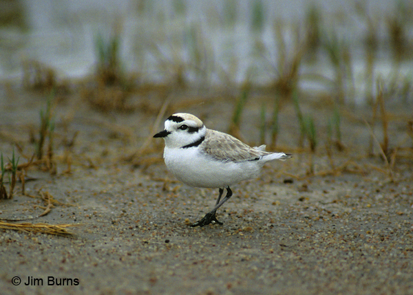 Snowy Plover breeding