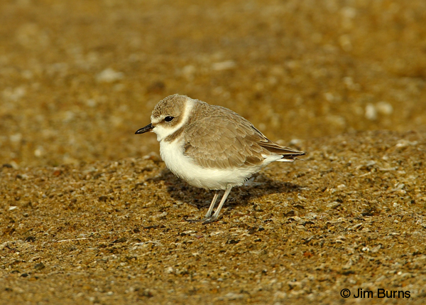 Snowy Plover winter
