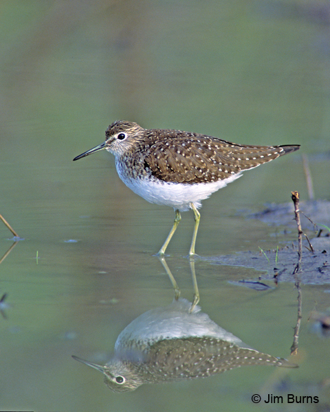 Solitary Sandpiper reflection