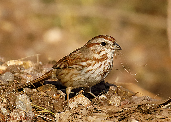 Song Sparrow with nesting material--0511