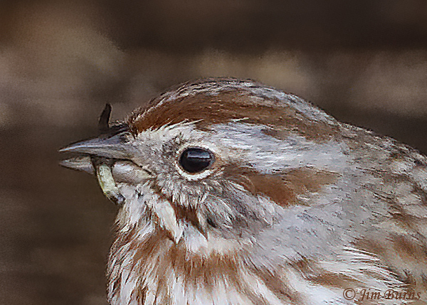 Song Sparrow with Caddisfly larval case #3--1550