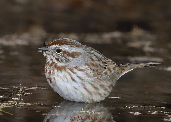 Song Sparrow with Caddisfly larval case #3--1550
