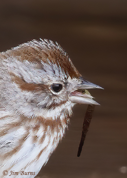 Song Sparrow with Caddisfly larval case #4 close up--1570