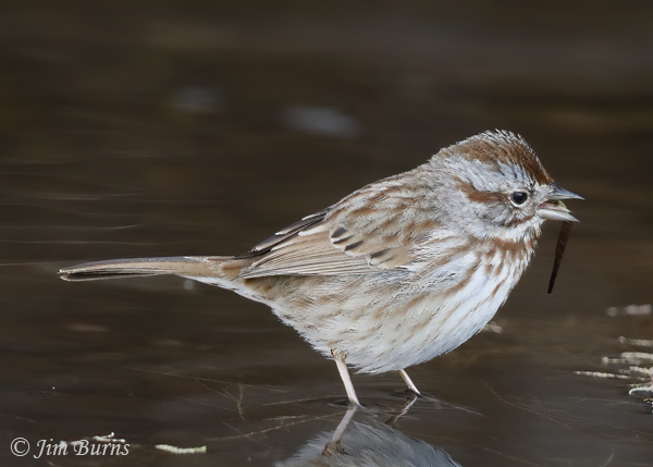 Song Sparrow with Caddisfly larval case #4--1570