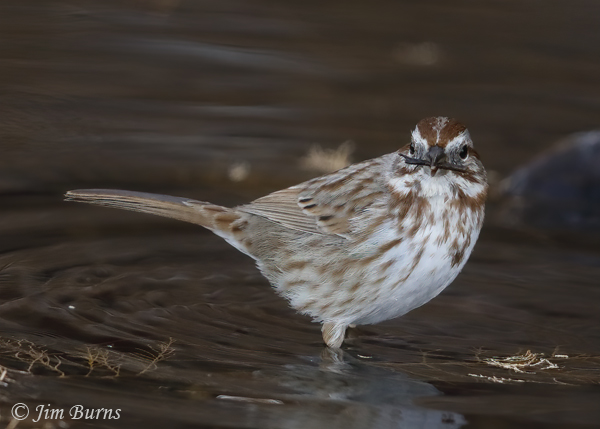 Song Sparrow with Caddisfly larval case #5--1632