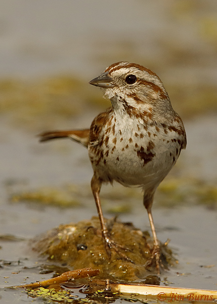 Song-Sparrow--2621
