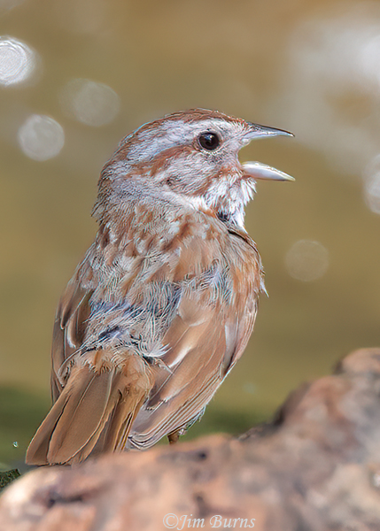 Song Sparrow saltonis race singing on territory--9426