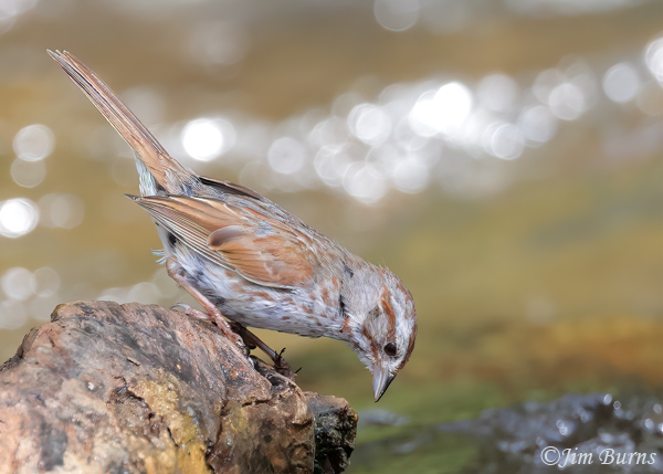 Song Sparrow saltonis race foraging in river rocks--9431