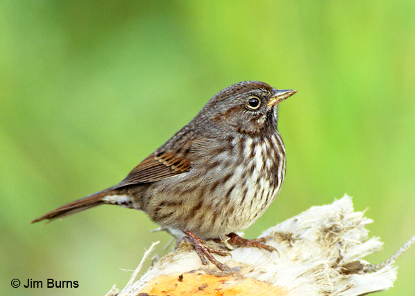 Song Sparrow maxima race