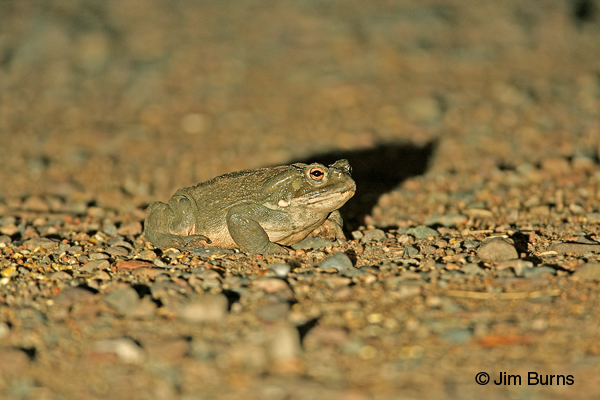 Sonoran Desert Toad