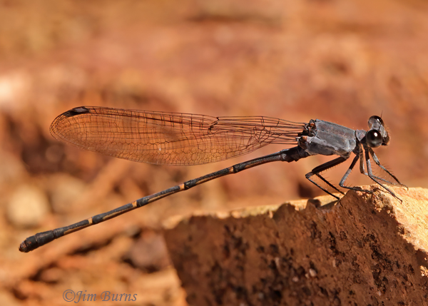 Sooty Dancer male, Maricopa Co., AZ, September 2022--0160