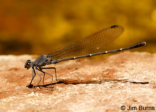 Sooty Dancer male, Coconino Co., AZ, June 2018--0249