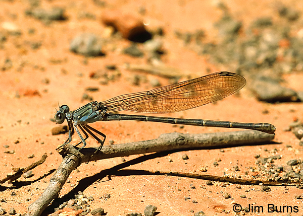 Sooty Dancer blue female, Yavapai Co., AZ, August 2018--0362