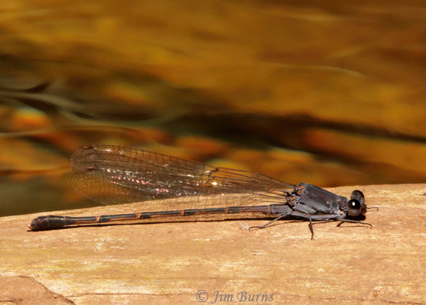 Sooty Dancer male, Coconino Co., AZ, August 2021--0973