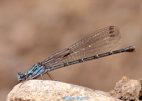 Sooty Dancer blue female, Cochise Co., AZ, August 2024--1079