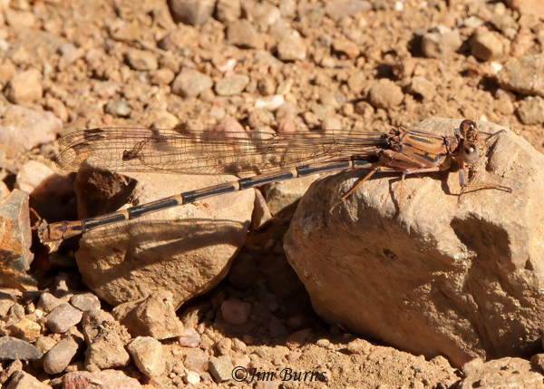 Sooty Dancer brown female, Maricopa Co., AZ, May 2022--2059