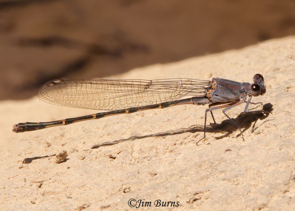 Sooty Dancer male, Maricopa Co., AZ, May 2022---2436