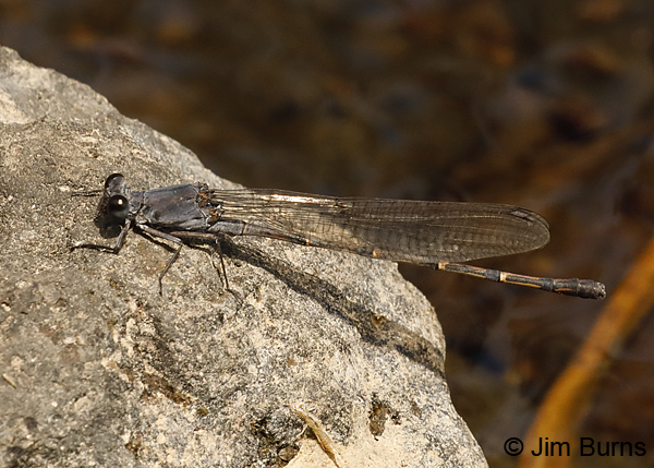 Sooty Dancer male, Apache Co., AZ, June 2018--9278