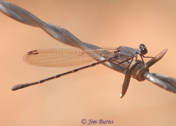 Sooty Dancer male, Apache Co., AZ, July 2021--9789