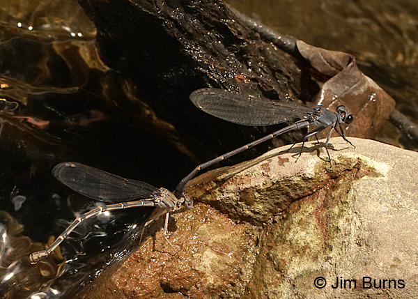 Sooty Dancer Pair in tandem, Coconino Co., AZ, July 2016