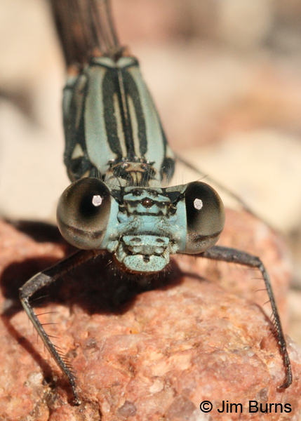 Sooty Dancer blue female face shot, Graham Co., AZ, October 2011