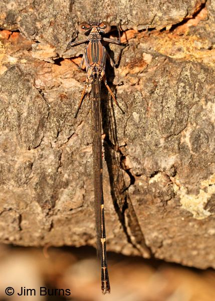 Sooty Dancer brown female dorsal view, Coconino Co., AZ, July 2012