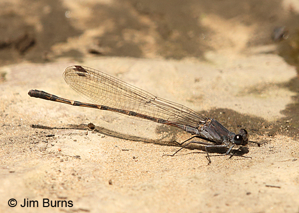 Sooty Dancer male, Coconino Co., AZ, July 2016