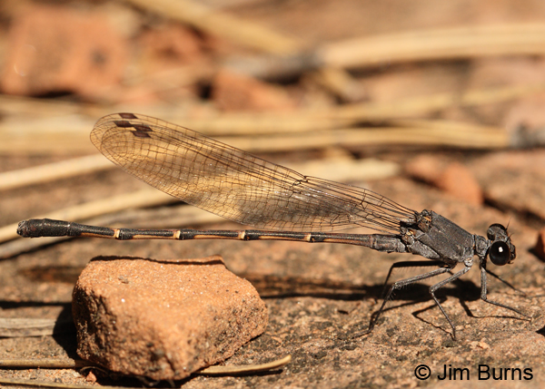 Sooty Dancer male, Coconino Co., AZ, July 2012
