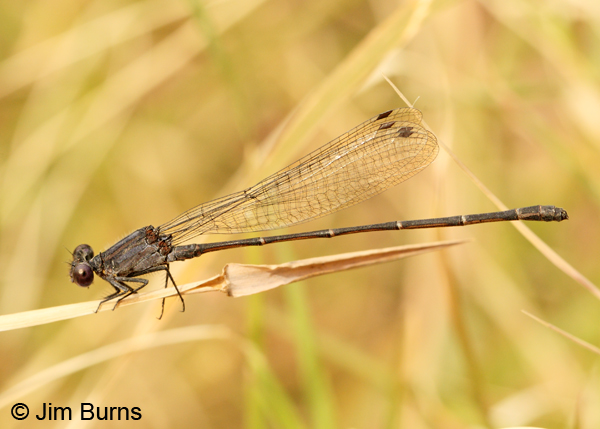 Sooty Dancer male, Santa Cruz Co., AZ, November 2011 