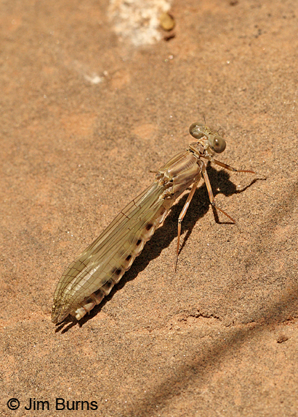Sooty Dancer teneral female, Coconino Co., AZ, June 2013