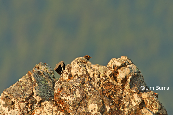 Sooty Grouse in rocks