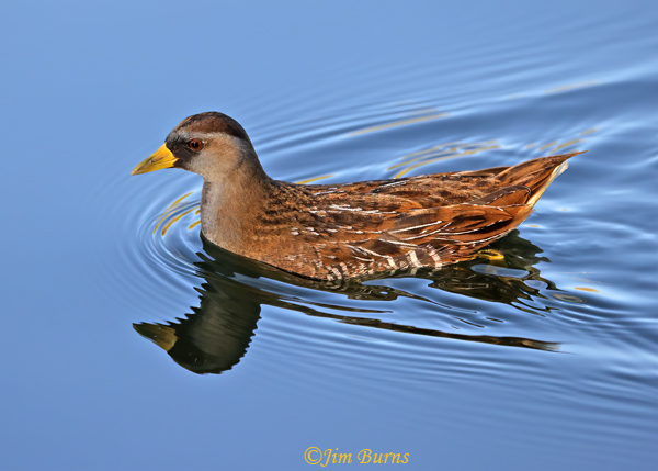 Sora swimming--1537