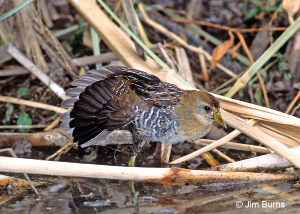 Sora juvenile wingstretch