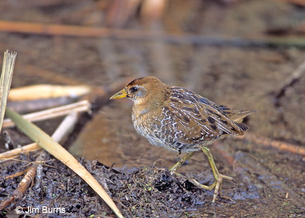 Sora juvenile