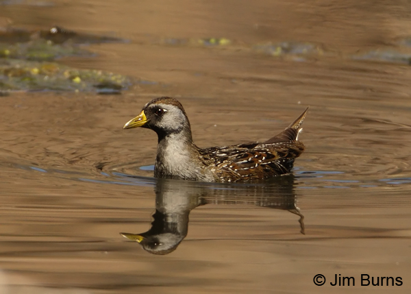 Sora swimming #2