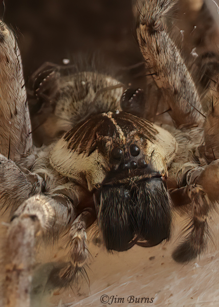 Sosippus californicus female prosoma close-up showing wolf spider eye configuration, two spiderlings in background--9323