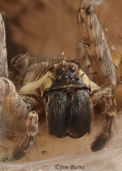 Sosippus californicus female face shot--9327