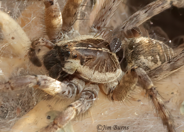 Sosippus californicus female ventral close-up--9332