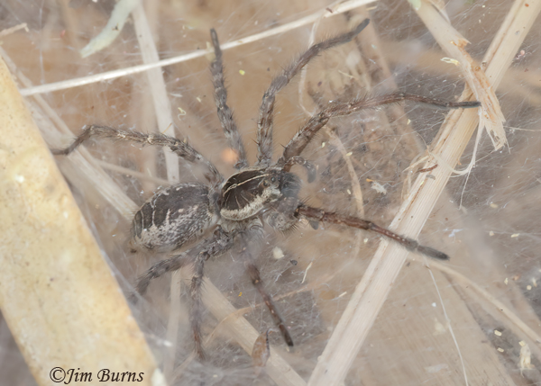 Sosippus californicus female ventral view--9336