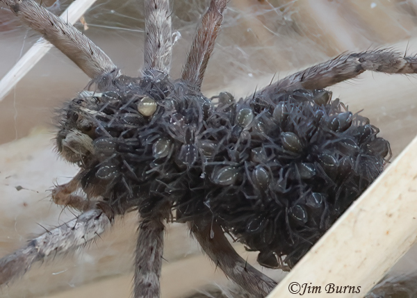 Sosippus californicus female with spiderlings riding her back--9339