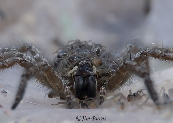 Sosippus californicus female with spiderlets riding, Arizona--9949