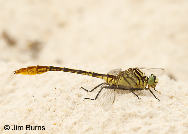 Southeastern Spinyleg male on beach, Santa Rosa Co., FL, May 2018--9223