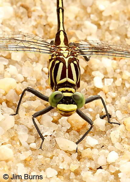 Southeastern Spinyleg male face and thorax, Santa Rosa Co., FL, May 2018--9243