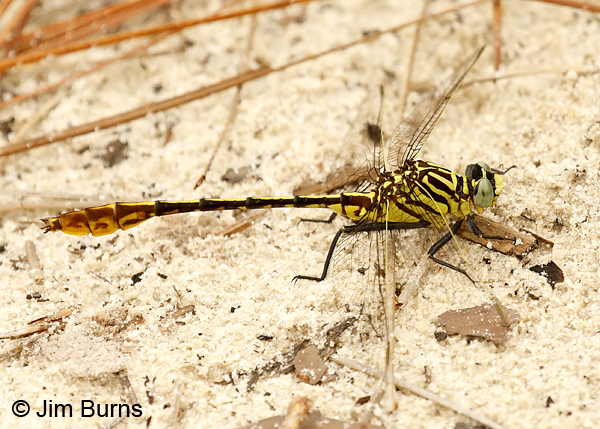 Southeastern Spinyleg male in beach debris, Santa Rosa Co., FL, May 2018--9509