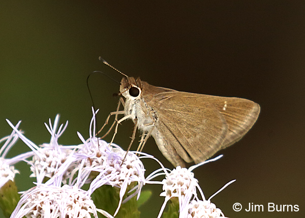 Southern Broken-Dash female on Crucita, Texas