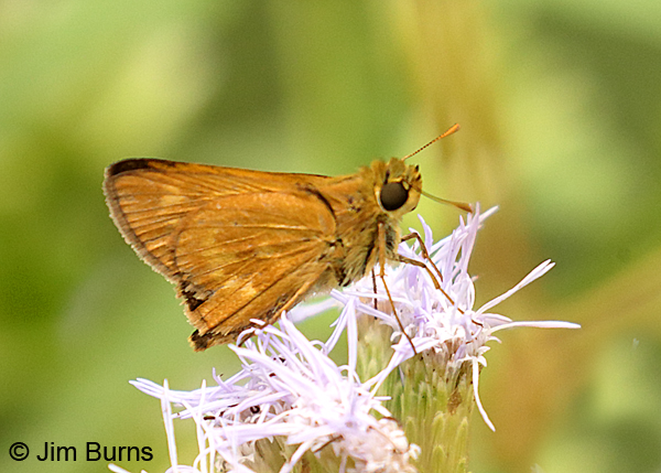 Southern Broken-Dash male on crucita #2, Texas